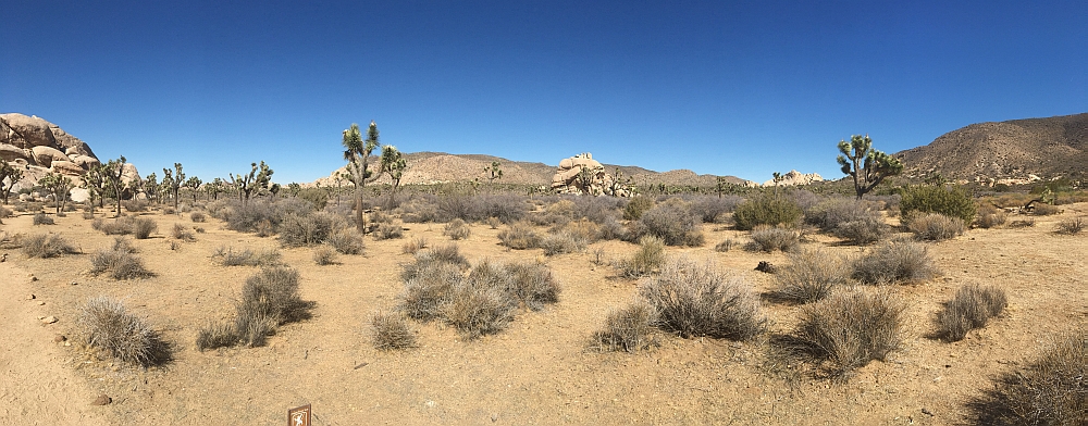 Joshua Tree NP